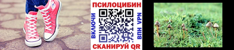 Купить закладки  Невель  Псилоцибиновые грибы Psilocybine cubensis 